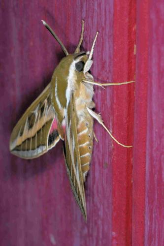 Hyles livornica